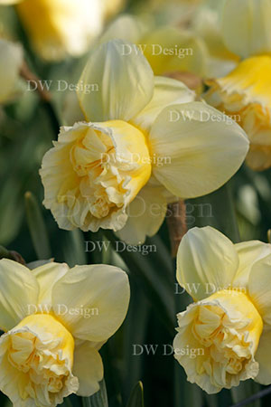 narcis art design